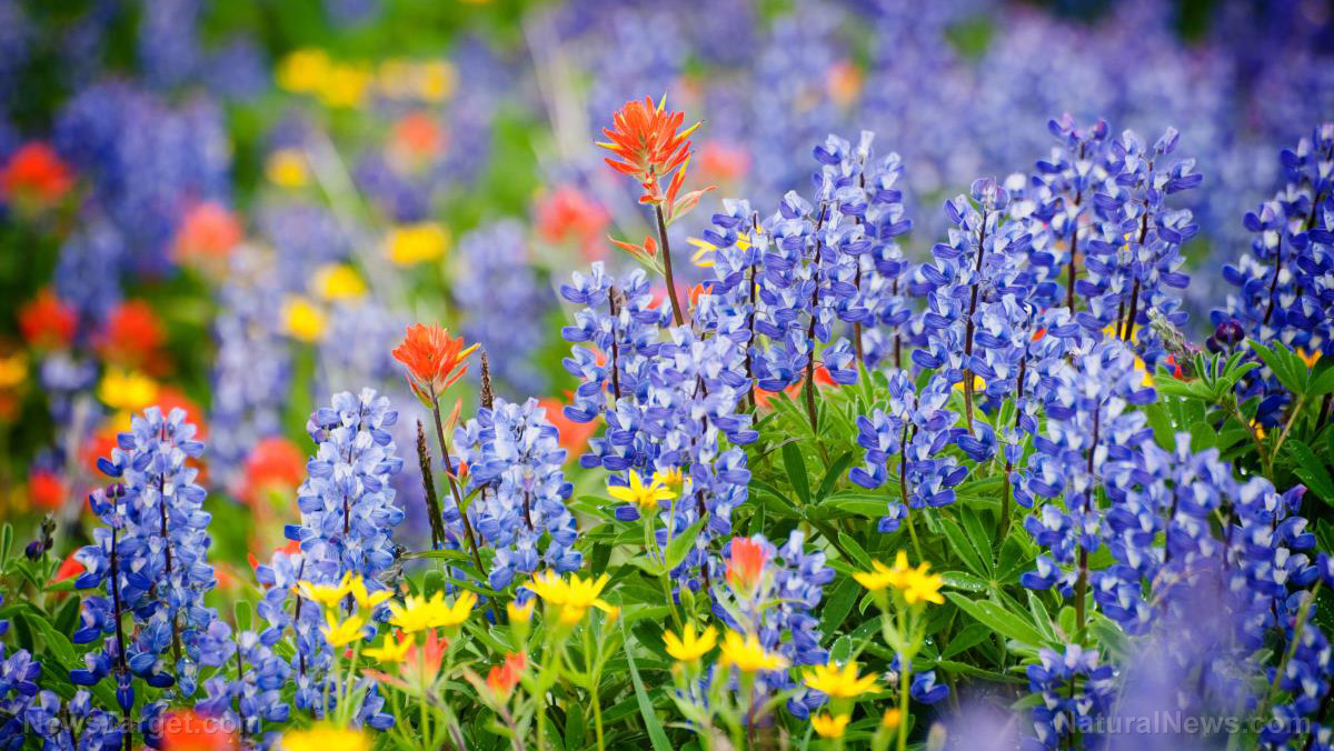 Related image orange, yellow and blue in nature